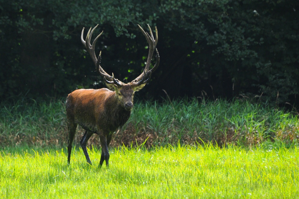 Hirsch 2013.2