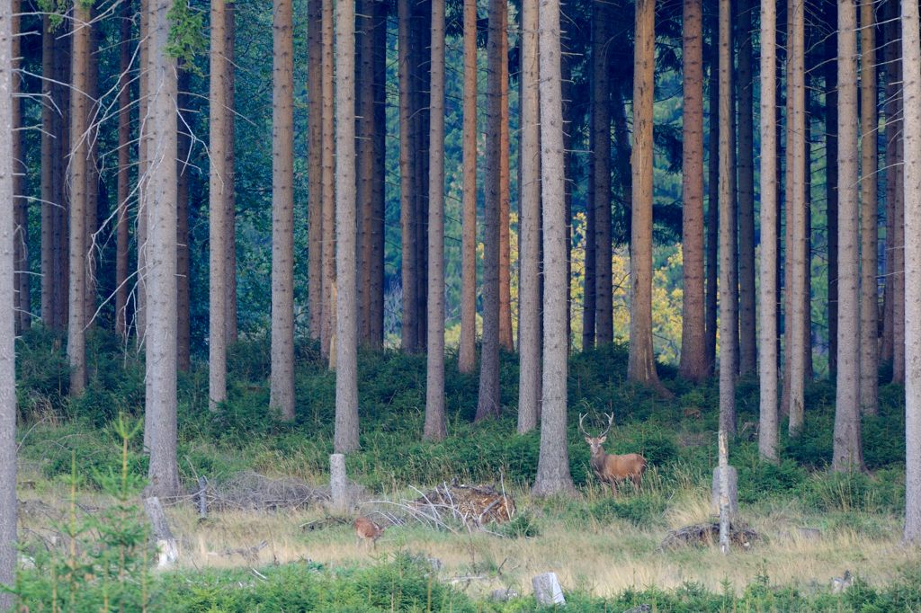Hirsch im Wald