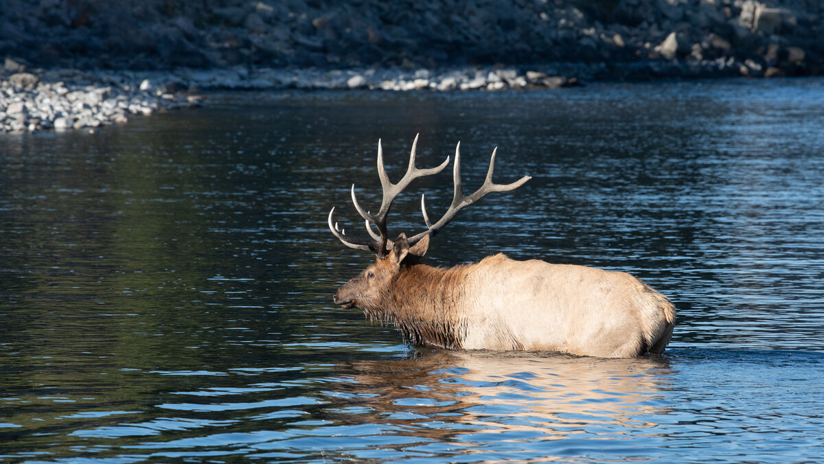 Hirsch im Wasser-1.jpg