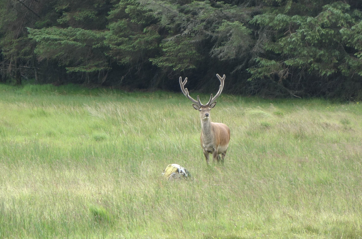 Hirsch in den Highlands.jpg