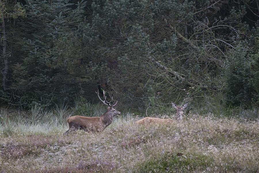 Hirsch mit Tier