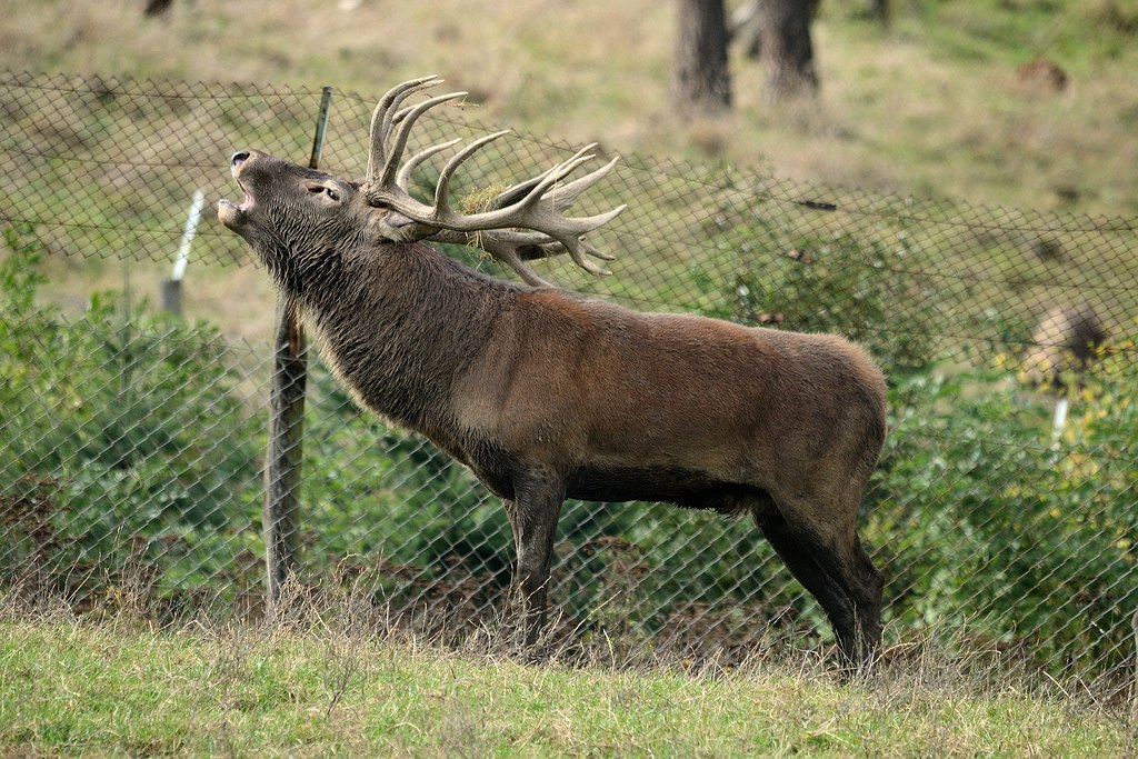 Hirsch Röhrt am Zaun