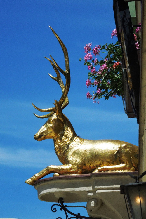 hirsch