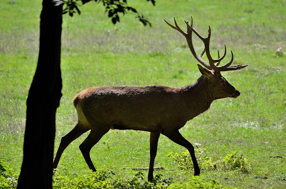 Hirsch01