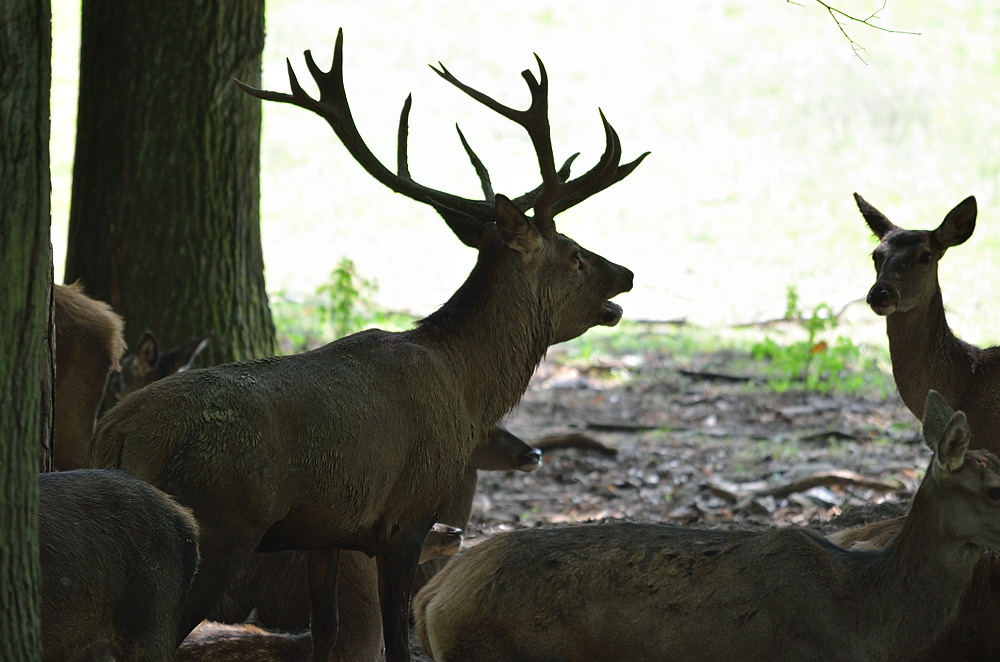 Hirsch03