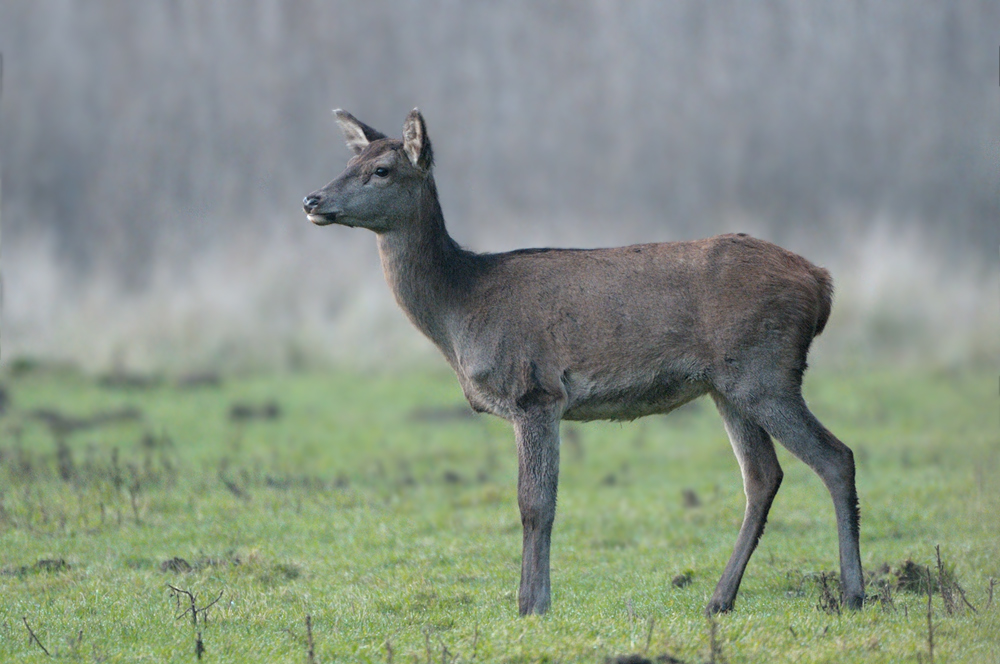 Hirsch0816