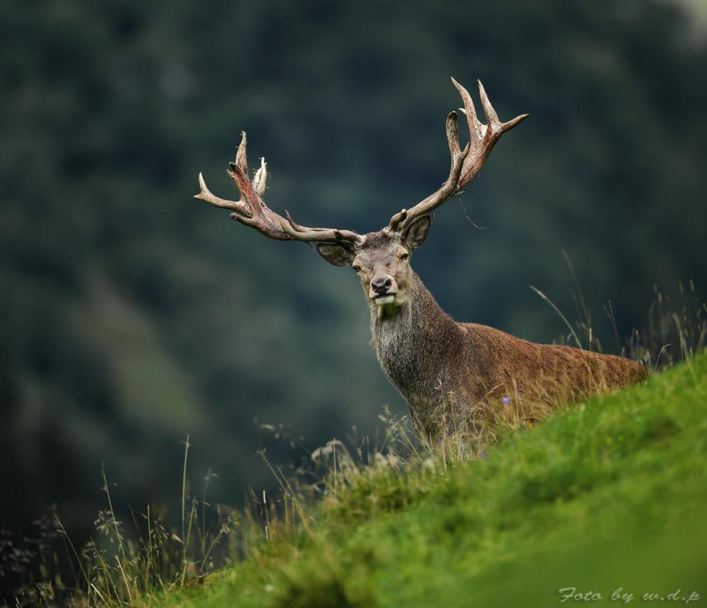 Hirsch1