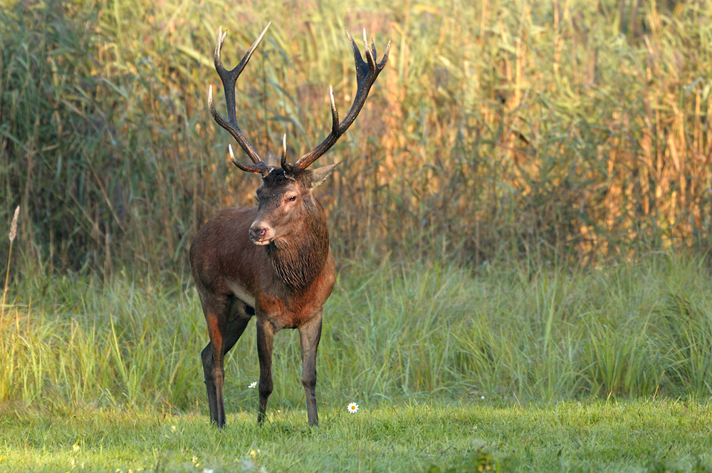 Hirsch3527