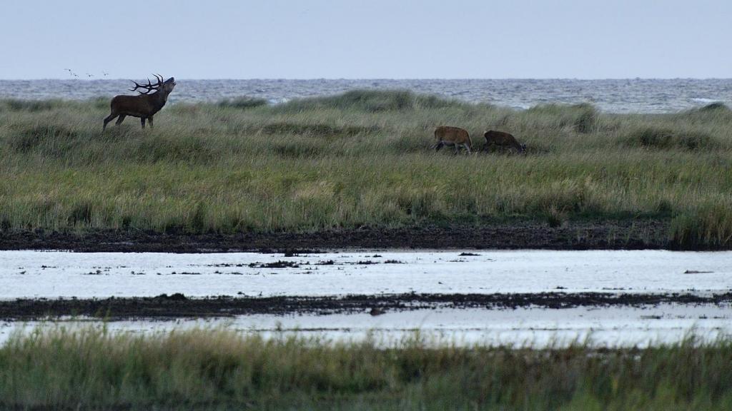 Hirschbrunft an der Ostsee