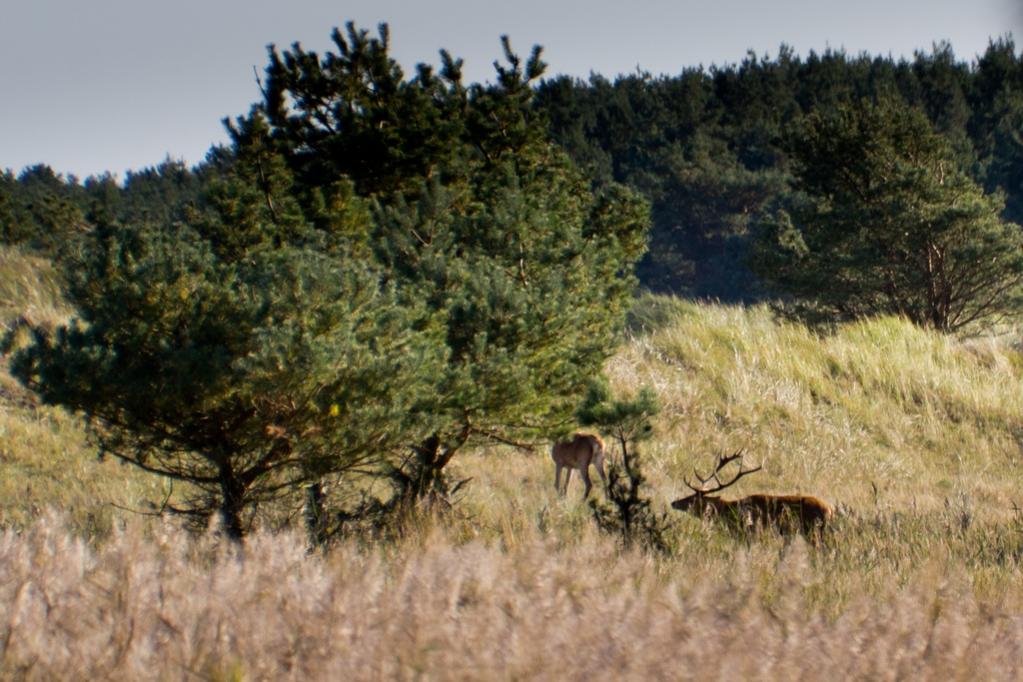 Hirsche am Darsser Ort