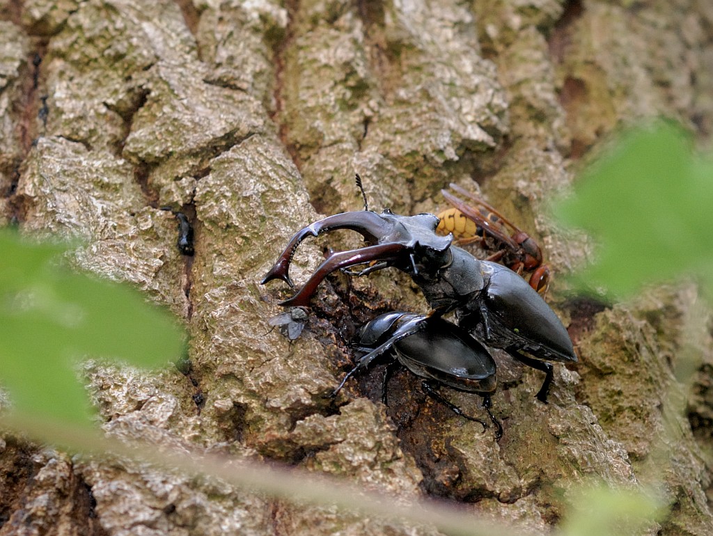 Hirschkäfer