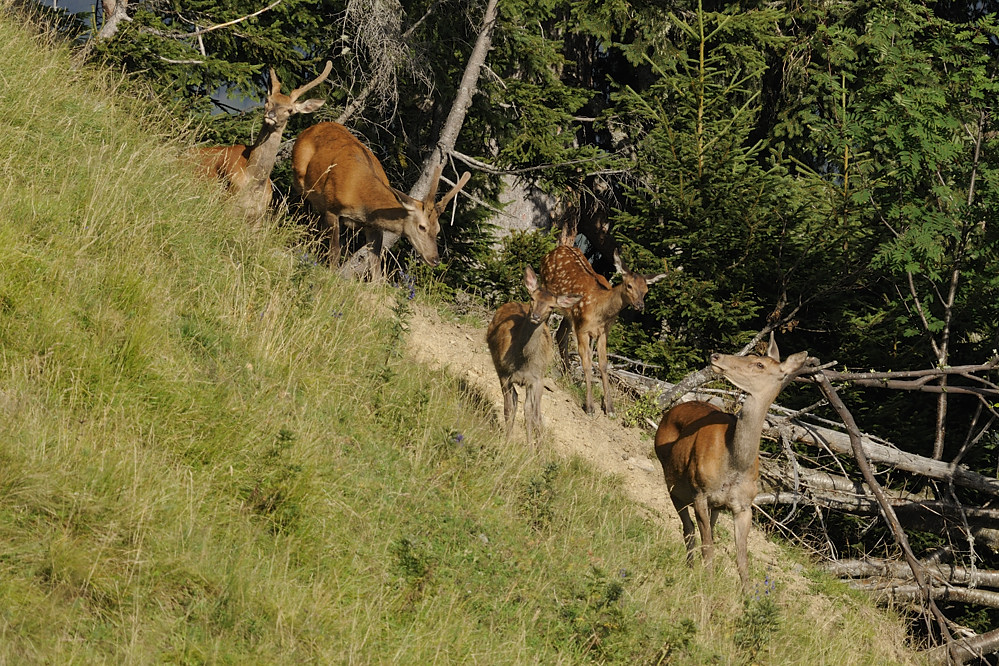 Hirschrudel 3