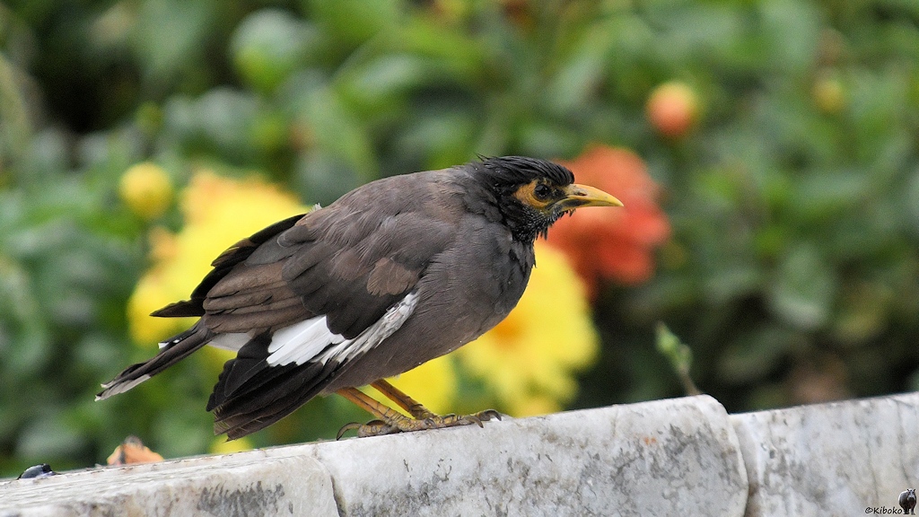 Hirtenmaina auch Hirtenstar genannt (Common Myna)

s268 Bishkek Vogel 6036