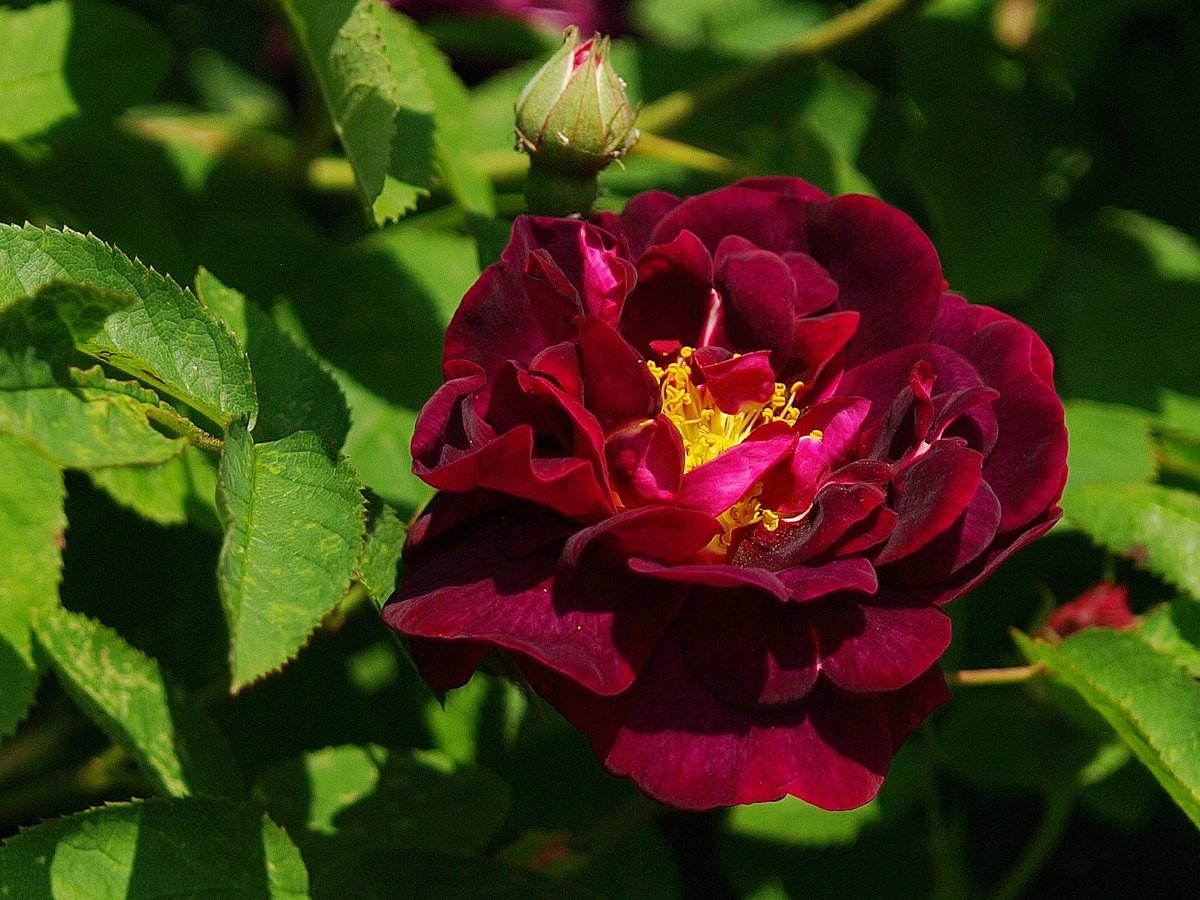 Historische Rose "Tuscany"