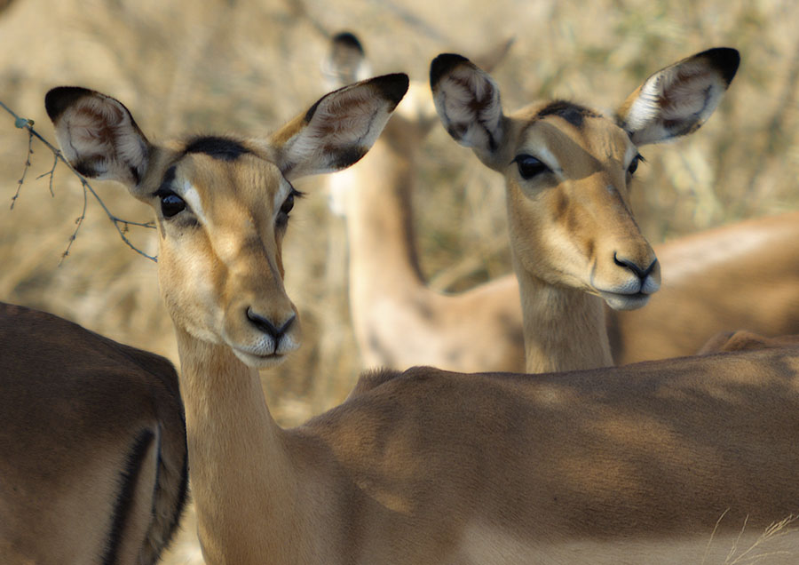 Hluhluwe Nationalpark Südafrika