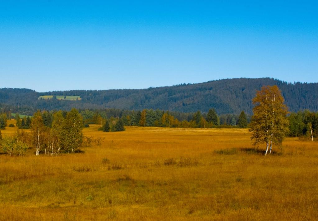 Hochmoor bei Rothenturm vom Zug aus