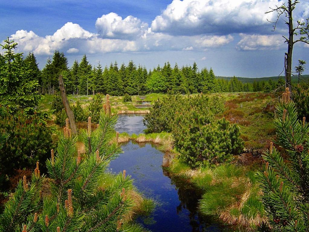 Hochmoor Zinnwald-Georgenfeld