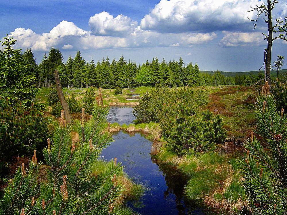 Hochmoor Zinnwald-Georgenfeld