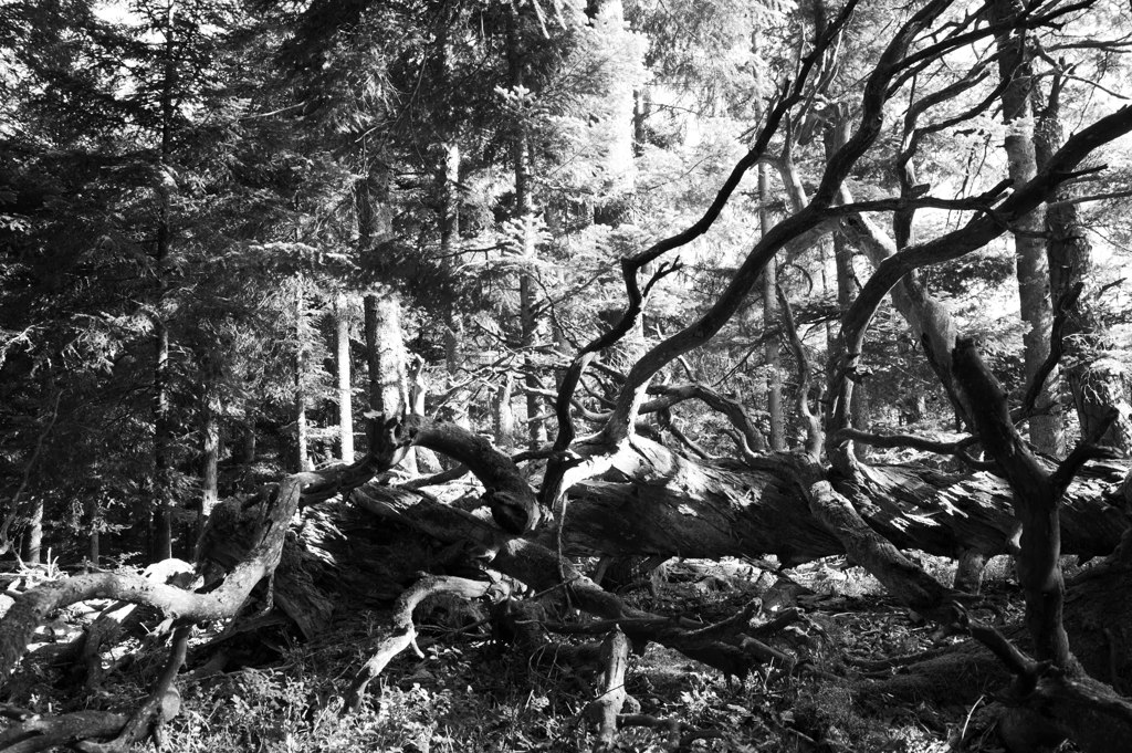 Hochschwarzwald, zwischen Allmuth und Aichen
DSC 0954 web