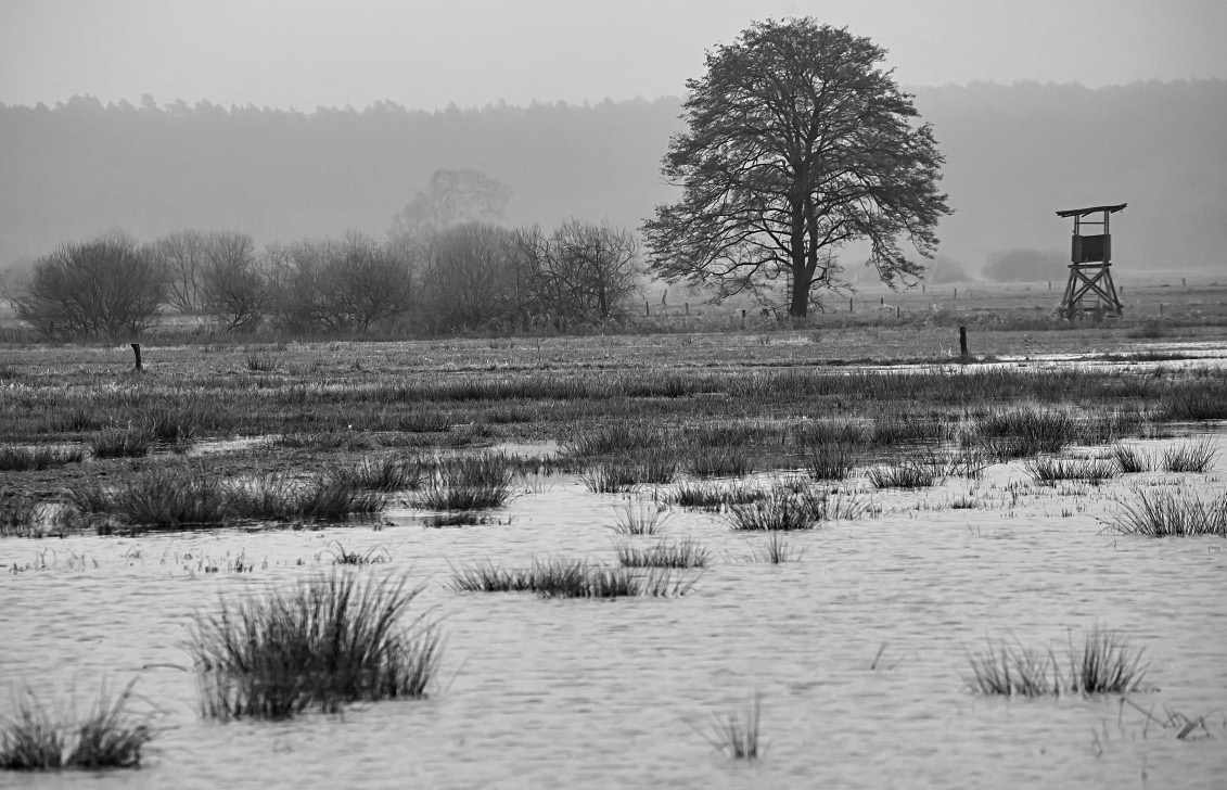 Hochwasser Seewiese BW.jpg
