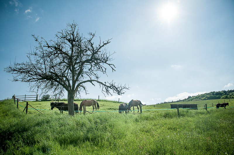 Hochzeitsfotograf Hessen 045