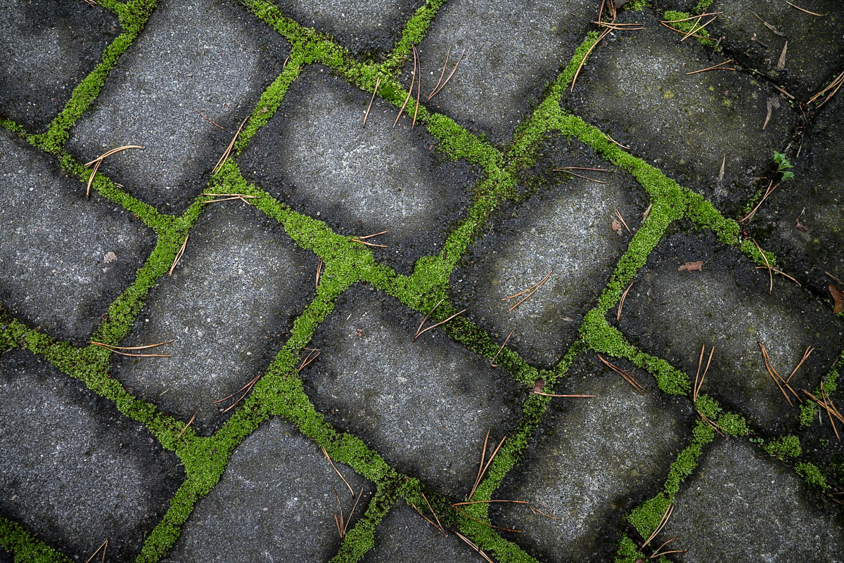 Hofmoos (1 von 1).jpg