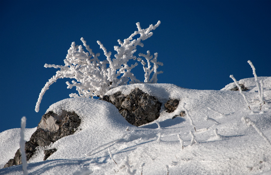 Hohe Wand Raureif