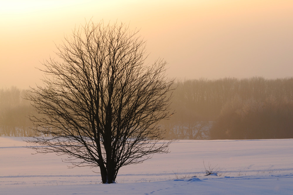 Hoher Meissner im Schnee 0015