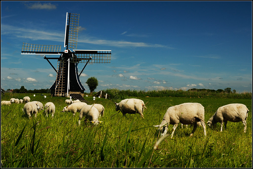 holland08