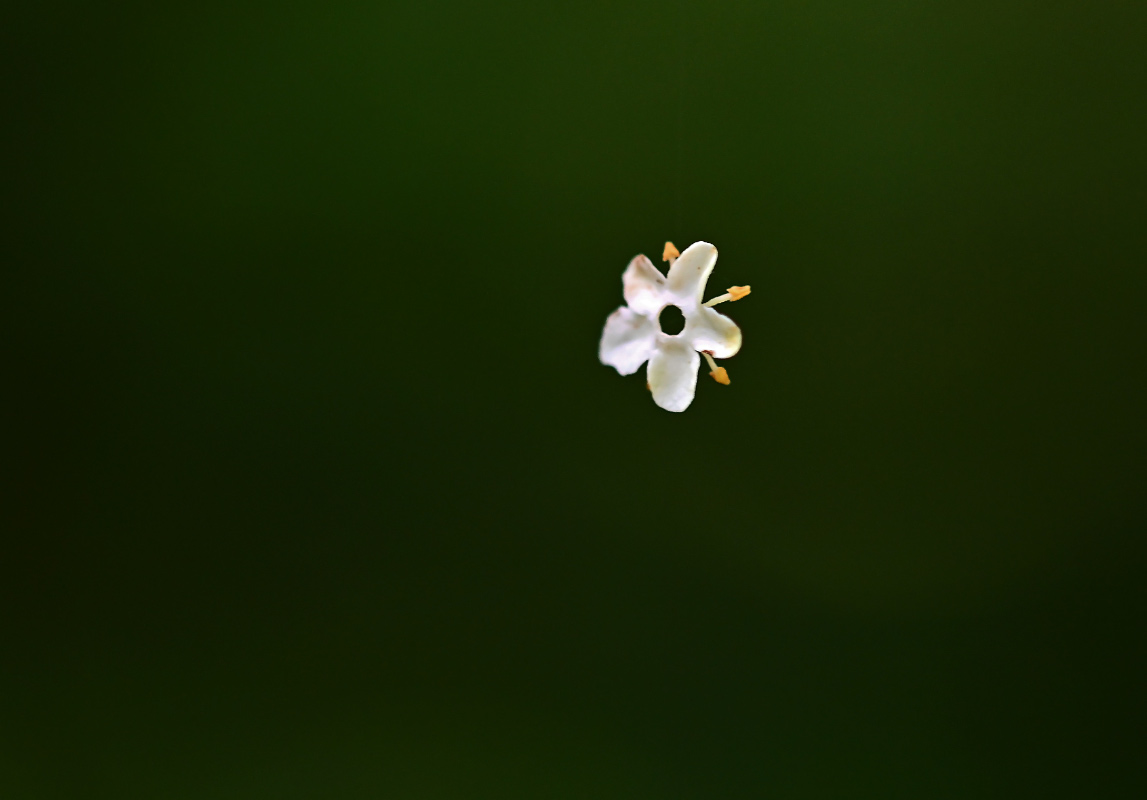 Holunderblüte 1.jpg