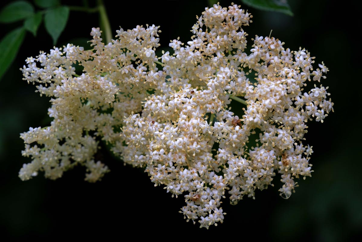 Holunderblüte.jpg