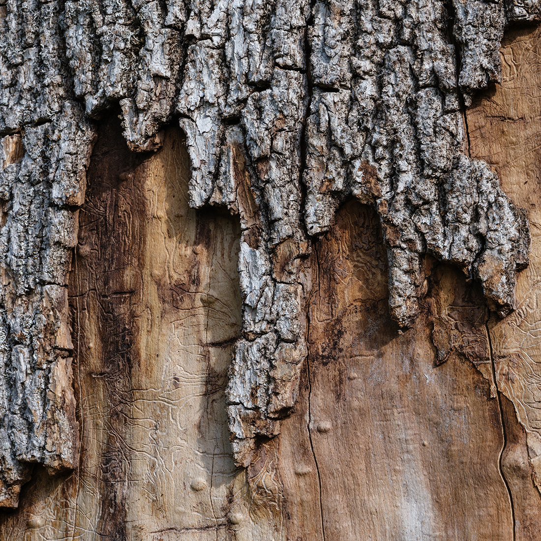 Holz.jpg