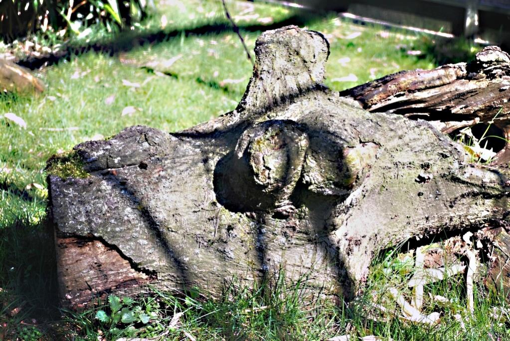 Holz oder doch eher Tier?