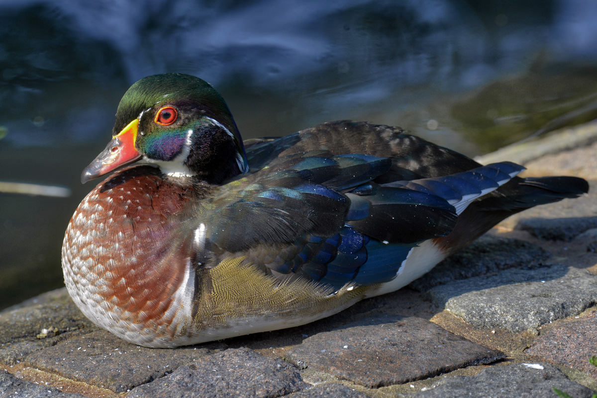 holz_ente.jpg