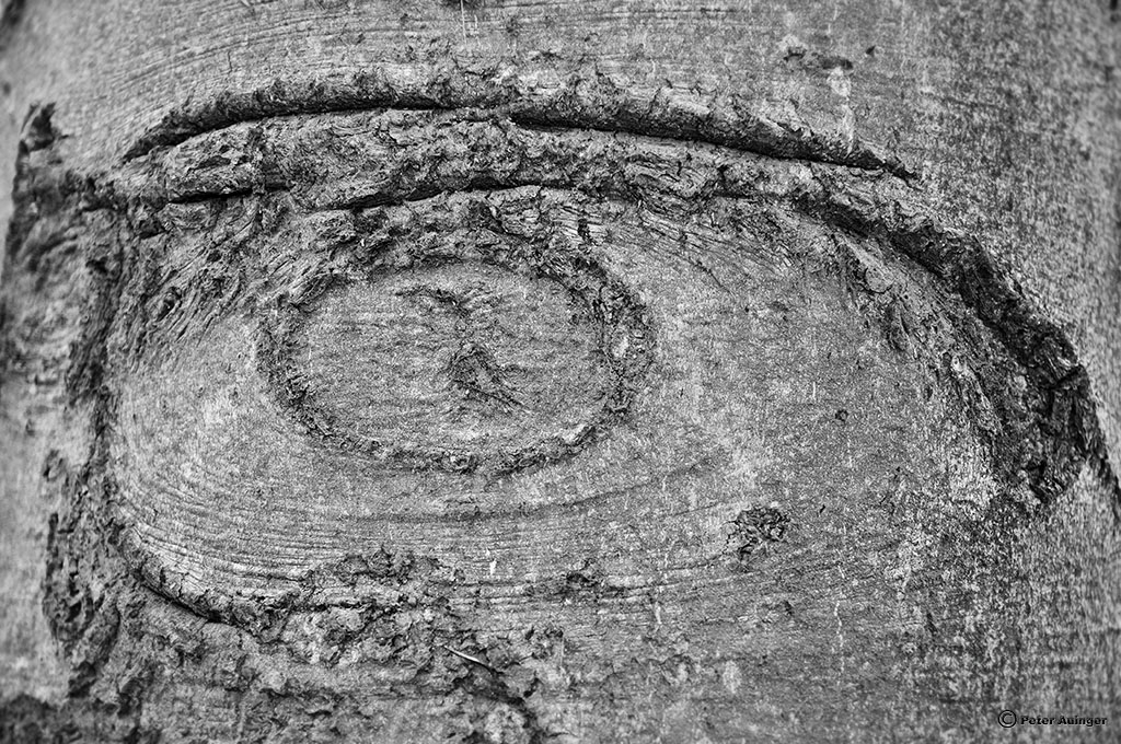 Holzauge
