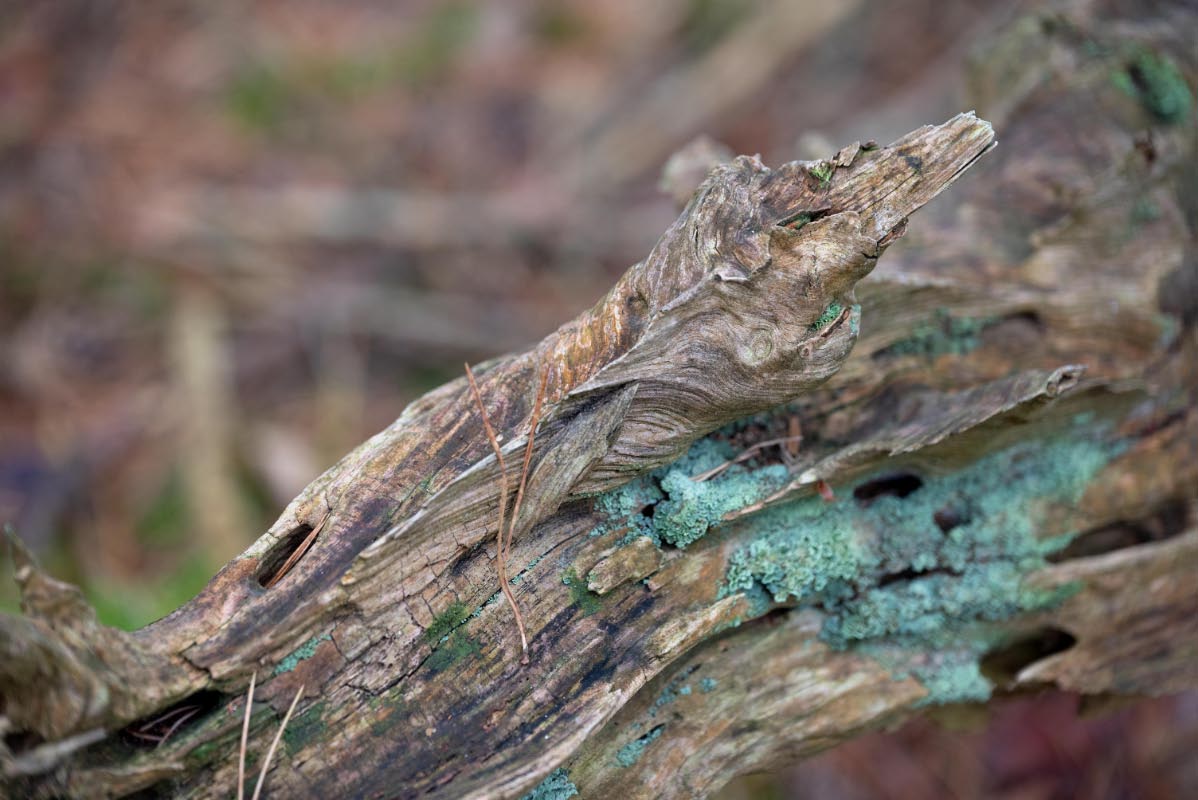 Holzgeist.jpg