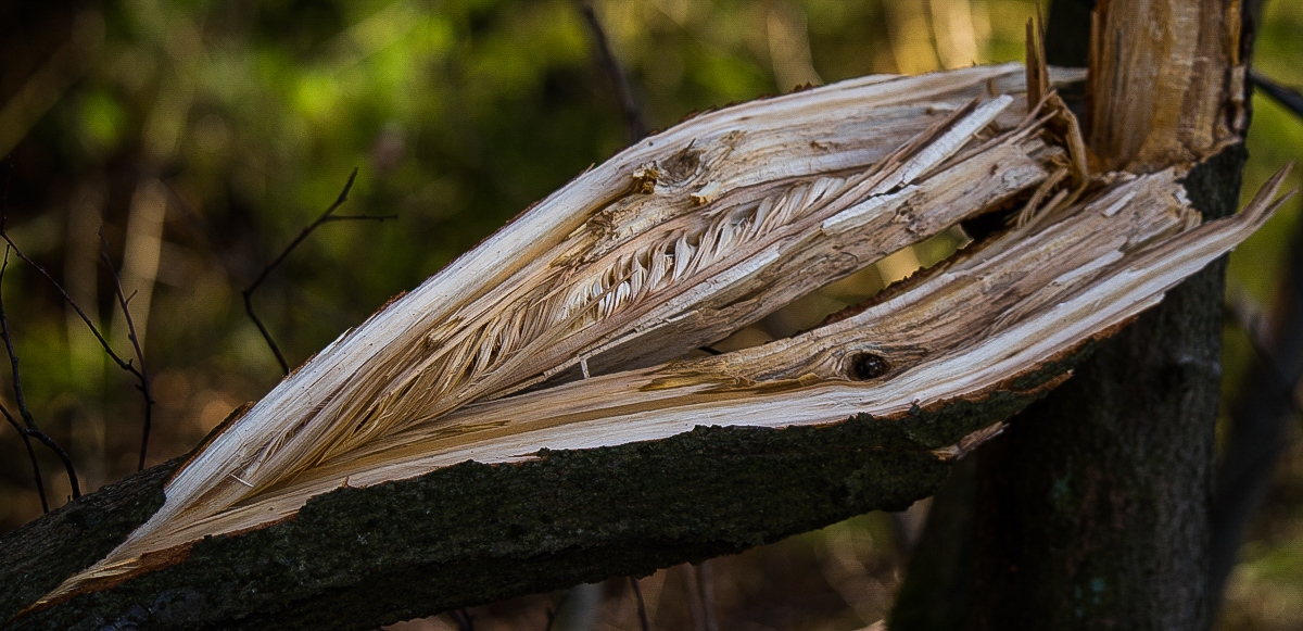 Holzstruktur (1 von 1).jpg