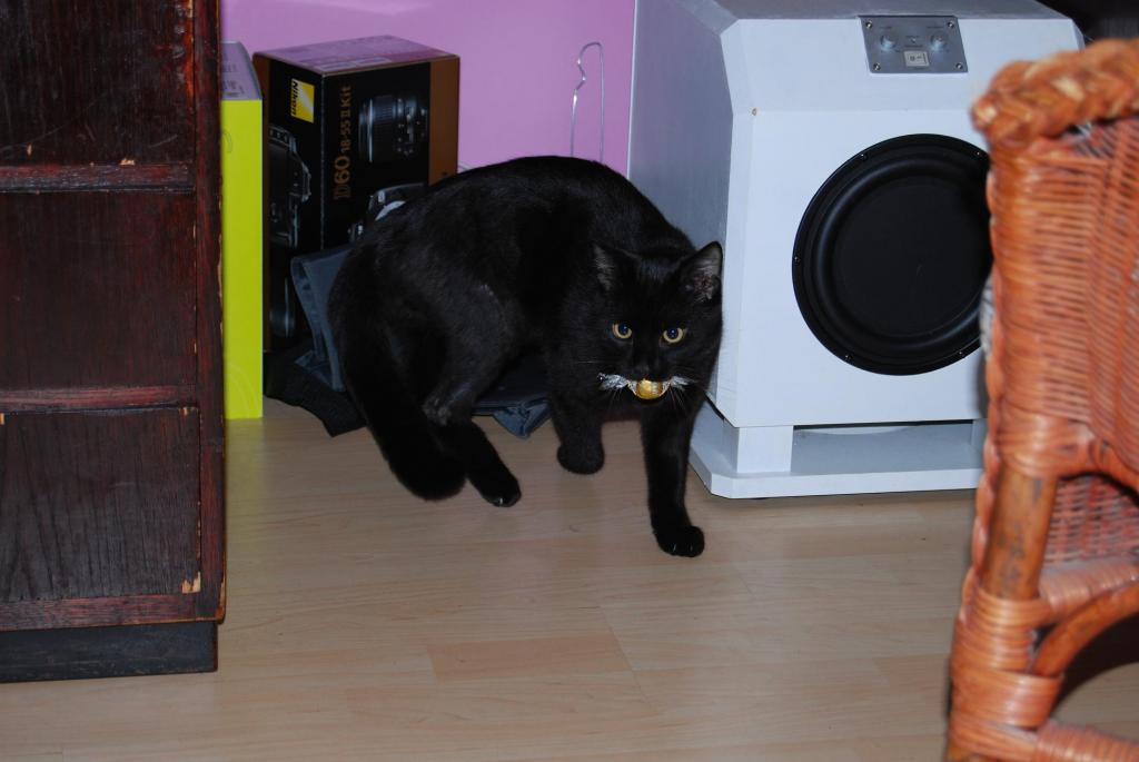 Hombre unser Kater und seine Beute