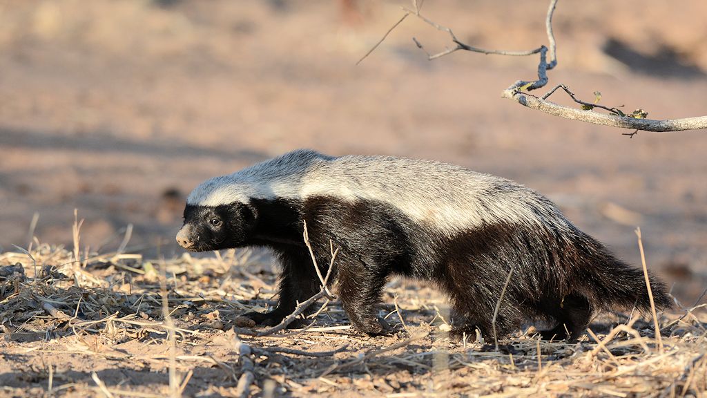 Honigdachs
Mana Pools
2949