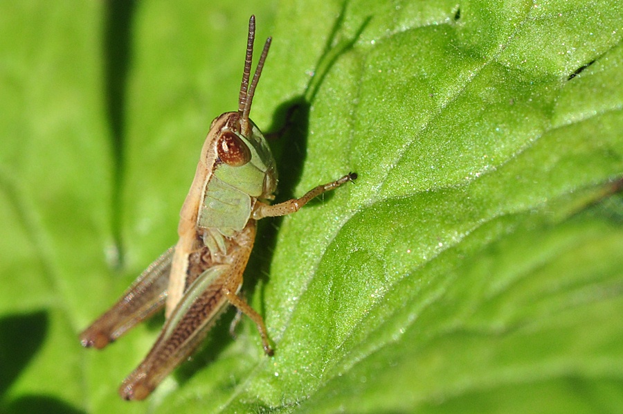 Hopper #1