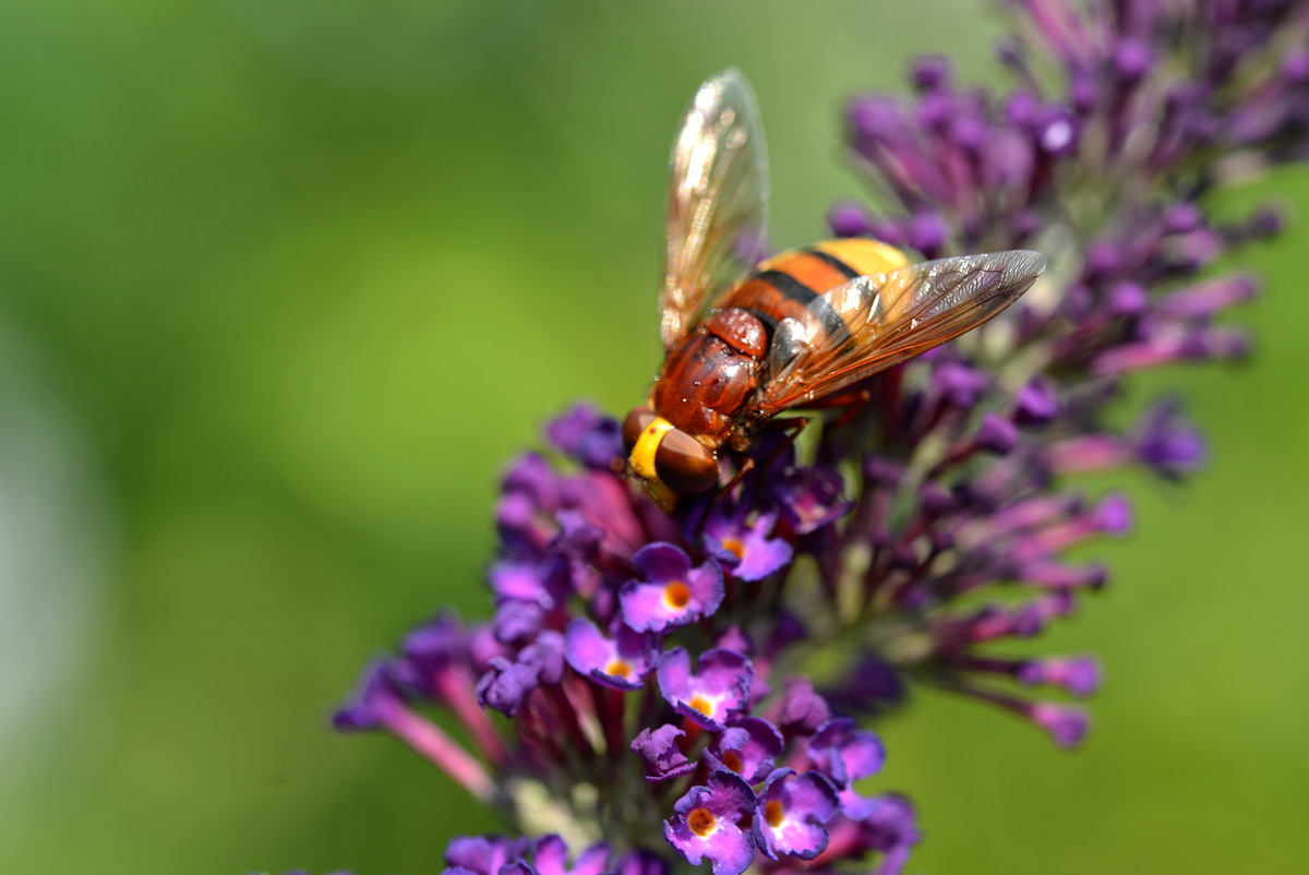 Hornissenschwebfliege_1200.jpg