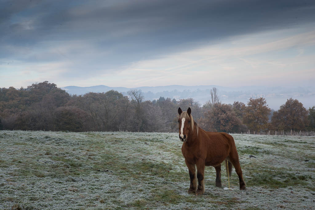 horse (1 von 1)