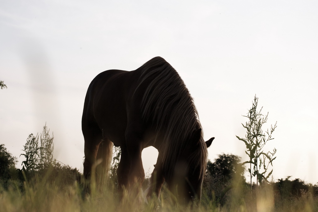 Horse02