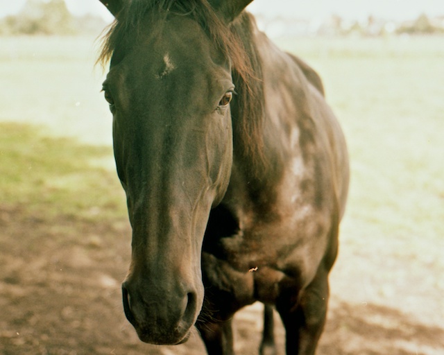 horse1