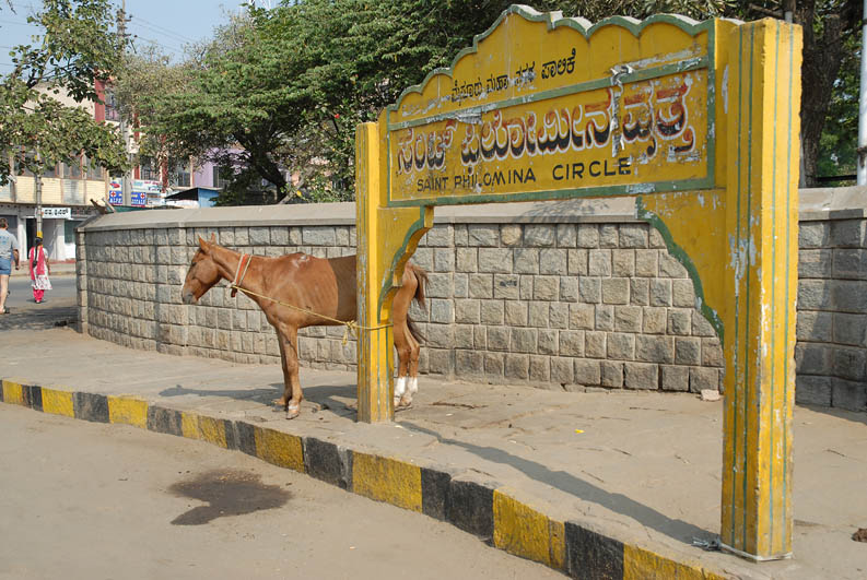 Horsestation in Mysore (Karnataka)