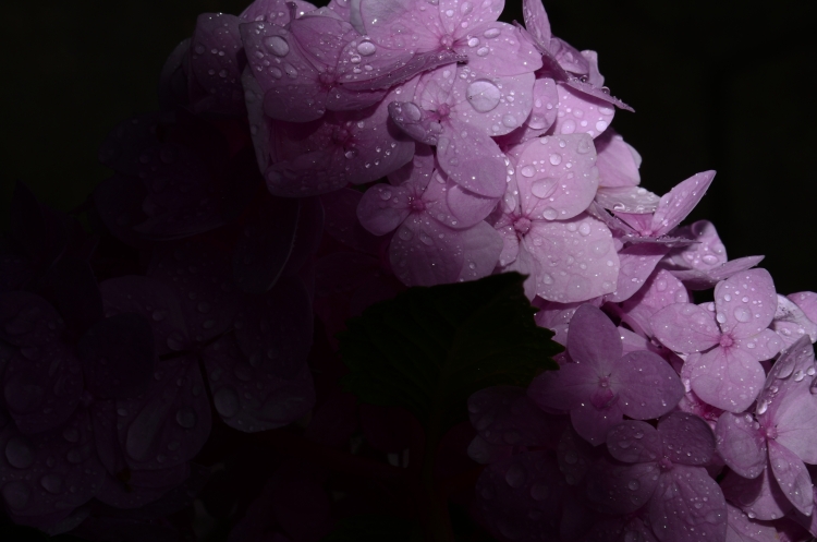 Hortensie