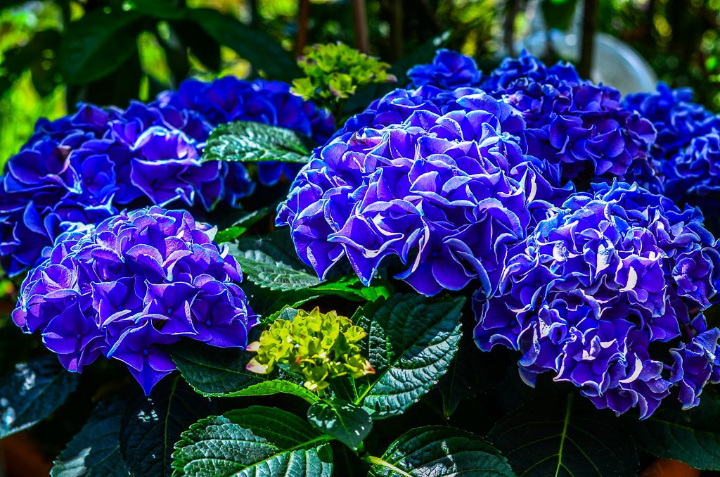 Hortensie