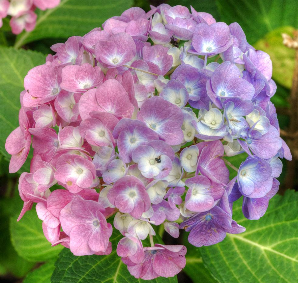 hortensie2