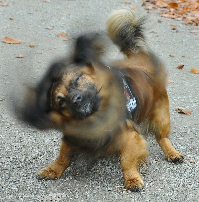 hotdog
