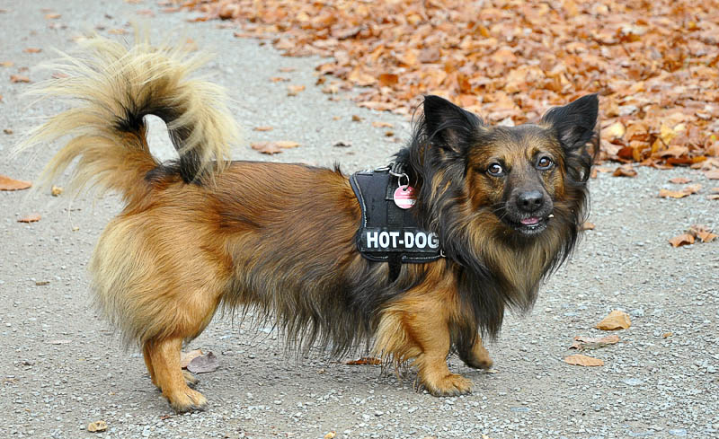 hotdog1